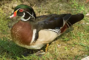 Sponsa: Wood Duck (Aix sponsa) adult male
