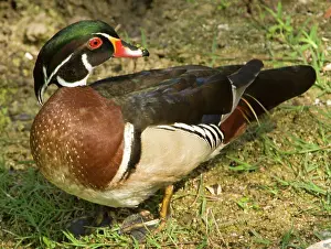 Sponsa: Wood Duck (Aix sponsa) adult male