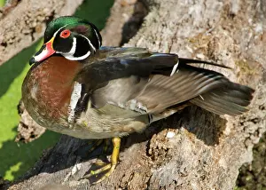 Sponsa: Wood Duck (Aix sponsa) adult male