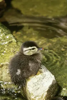 Sponsa: Wood Duck (Aix sponsa) duckling