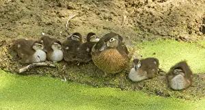 Ducklings: Wood Duck (Aix sponsa) with ducklings