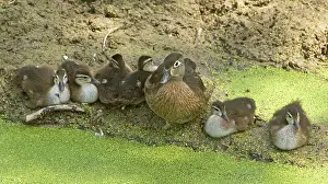 Ducklings: Wood Duck (Aix sponsa) with ducklings