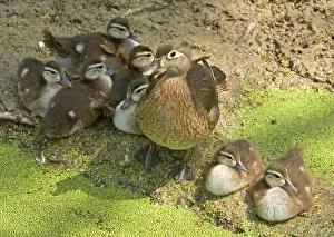 Ducklings: Wood Duck (Aix sponsa) with ducklings