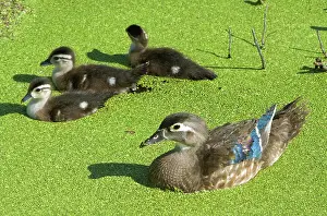 Ducklings: Wood Duck (Aix sponsa) with ducklings