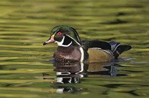 British Columbia Province: Wood Duck (Aix sponsa) male, British Columbia