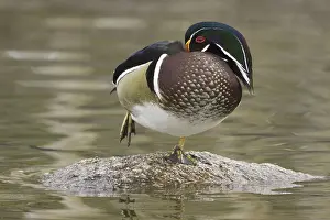 Us America: Wood Duck (Aix sponsa) male, New Mexico, USA