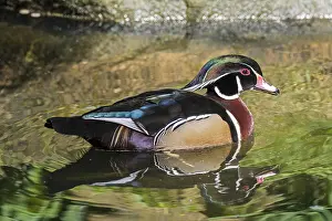 Mallard: Wood duck, Carolina duck (Aix sponsa) (Anas spon