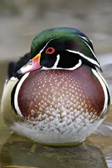 Sponsa: Wood Duck Drake