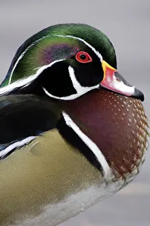 Sponsa: Wood Duck Drake