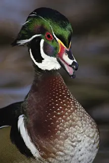 Sponsa: Wood Duck Drake