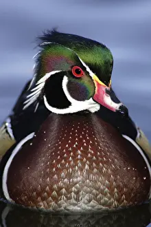 Sponsa: Wood Duck Drake