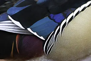 Sponsa: Wood Duck Drake