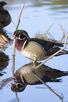 Sponsa: Wood Duck Drake