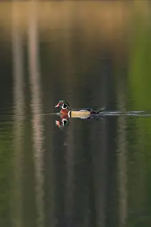 Sponsa: Wood Duck Drake