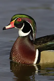 Anatinae: Wood Duck Drake