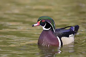 Anatinae: Wood Duck Drake