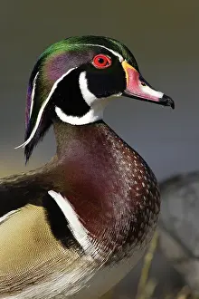 Anatinae: Wood Duck Drake