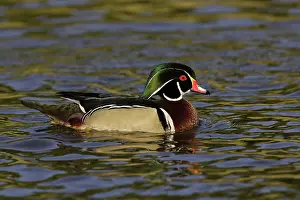 Anatinae: Wood Duck Drake