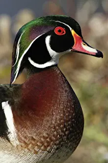 Anatinae: Wood Duck Drake