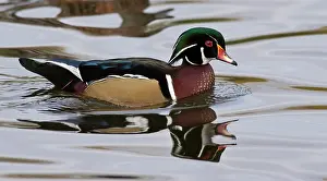 Rick: A Wood Duck drake (Aix sponsa)
