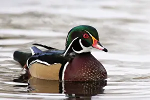 Rick: A Wood Duck drake (Aix sponsa)