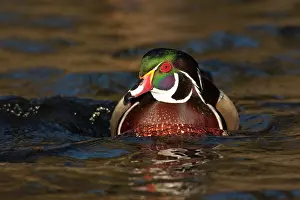 Rick: A Wood Duck drake (Aix sponsa)