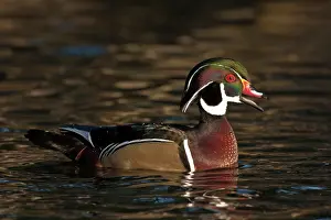 Rick: A Wood Duck drake (Aix sponsa) calling