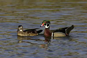 Anatinae: Wood Duck Drake and Hen