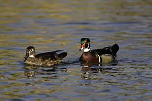 Anatinae: Wood Duck Drake and Hen