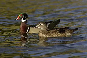 Anatinae: Wood Duck Drake and Hen