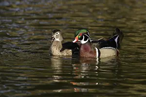 Anatinae: Wood Duck Drake and Hen