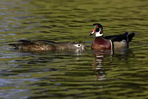Anatinae: Wood Duck Drake and Hen