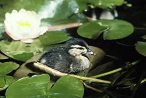 Dabbler: Wood Duck duckling (Aix sponsa)