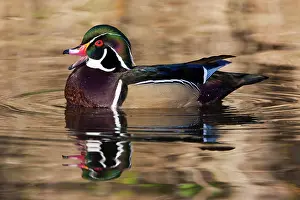 George: Wood duck, George C. Reifel Bird Sanctuary