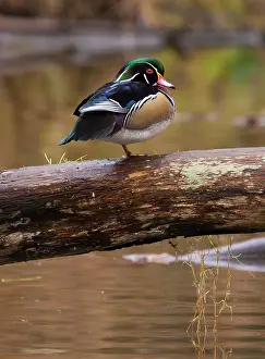 George: Wood duck, George C. Reifel Migratory Bird