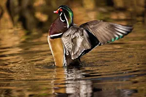 George: Wood duck, George C. Reifel Migratory Bird