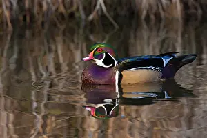George: Wood duck, George C. Reifel Migratory Bird
