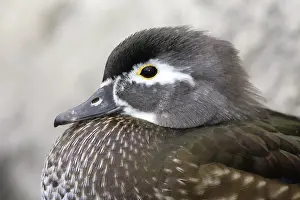 Sponsa: Wood Duck Hen