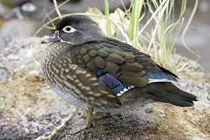 Sponsa: Wood Duck Hen