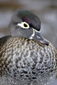 Sponsa: Wood Duck Hen