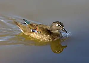 Sponsa: Wood Duck Hen