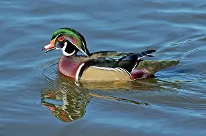 Calls: Wood Duck male calling