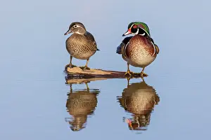 Daybreak Imagery: Wood duck male and female on log in wetland, Marion County