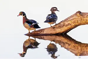 Daybreak Imagery: Wood duck male and female on log in wetland, Marion County