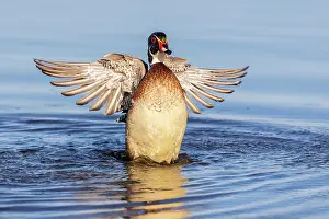 Stretching: Wood duck male flapping wings in wetland, Marion County