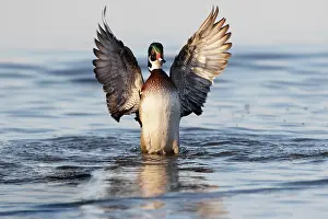 Marion: Wood duck male flapping wings in wetland, Marion