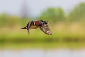 Daybreak Imagery: Wood duck male in flight, Marion County, Illinois