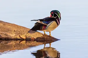 Preening: Wood duck male preening in wetland, Marion County, Illinois