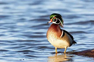 Marion: Wood duck male in wetland, Marion County, Illinois