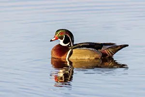 Daybreak Imagery: Wood duck male in wetland, Marion County, Illinois